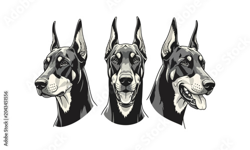 Photos Doberman Pinscher Dog Portraits Vector Graphic Set