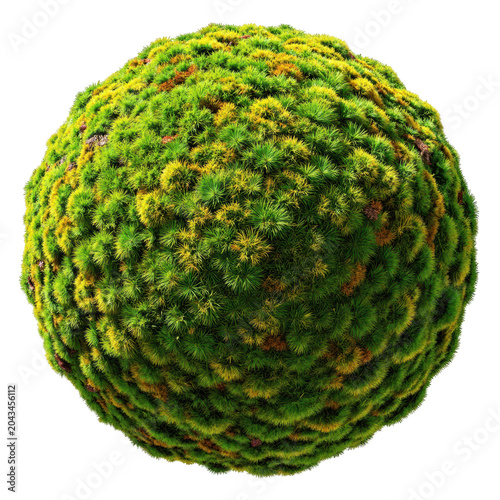 Spherical Moss Ball Green Plant Texture Isolated