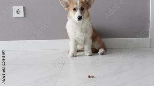 Pembroke Welsh Corgi puppy sits indoors in front of food on the floor, patiently waiting for permission to eat, concept of dog training and discipline.
