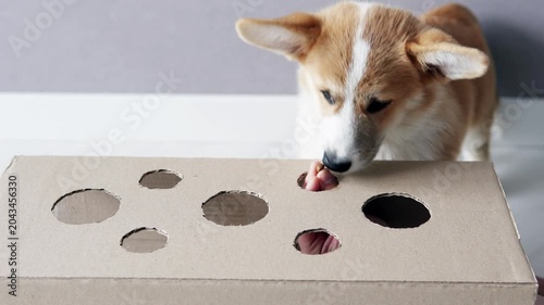 Pembroke Welsh Corgi puppy plays enrichment game with cardboard box at home, sniffing and reaching through holes to get dog food reward from owner, concept of training, discipline.