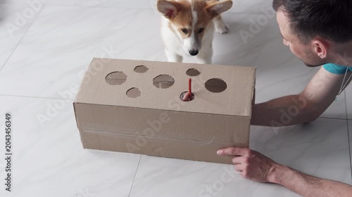 Playful Pembroke Welsh Corgi puppy interacts with enrichment cardboard box game at home, sniffing and reaching for sausage treat offered by owner, concept of dog training and fun indoor activity.