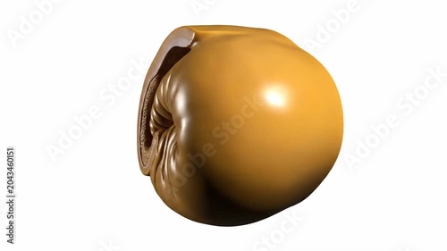 Realistic 3D Anatomical Model of Human Seminal Vesicle