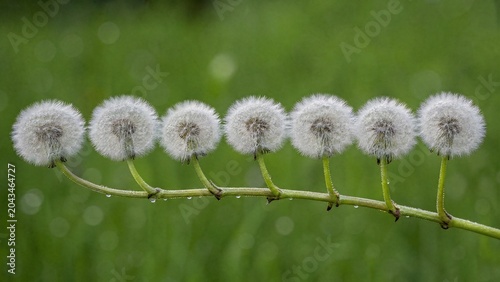 dispersal. Dandelion stem with seven fluffy white seed heads, morning dew. gardening catalogs, home-decor guides, designed for gardening and botanical catalogs, used by performance marketers.