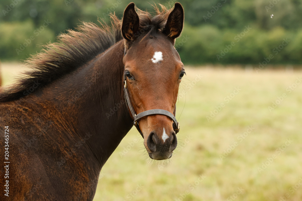 Obraz premium Young foal wearing a headcollar. Thoroughbred. Horse stud. Equestrian