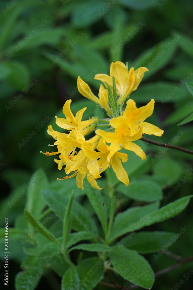 Fototapeta premium Kwitnąca azalia pontyjska (Rhododendron luteum)