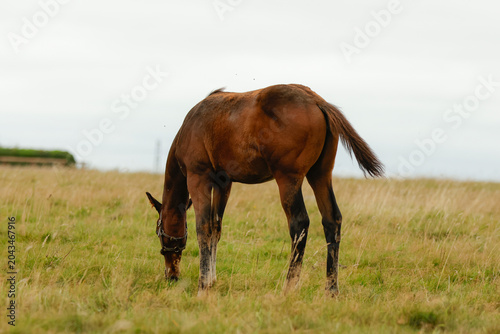 Foto Foal grazing in a field