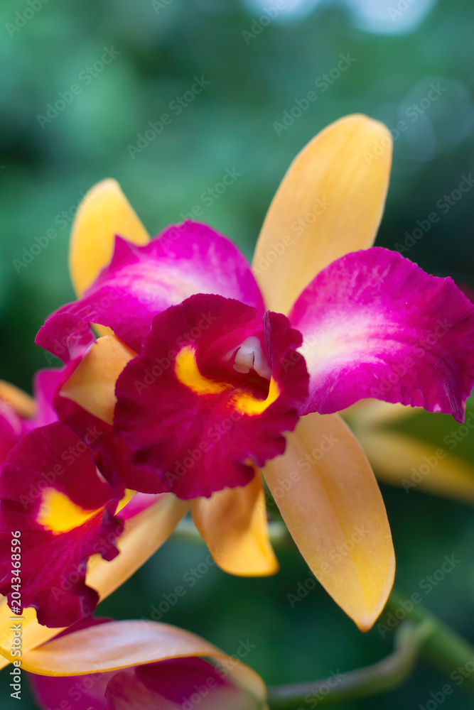 Fototapeta premium Cattleya Flora Spring Orchid, purple and yellow colors, in very narrow depth of field image