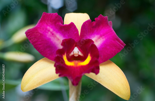 Cattleya Flora Spring Orchid, purple and yellow colors, in very narrow depth of field image