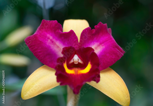 Cattleya Flora Spring Orchid, purple and yellow colors, in very narrow depth of field image