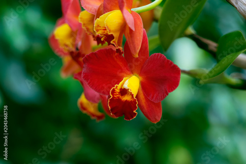 Cattleya orchids. Close-up with soft background
