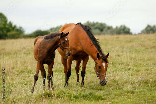 Photography Mare and foal in the field