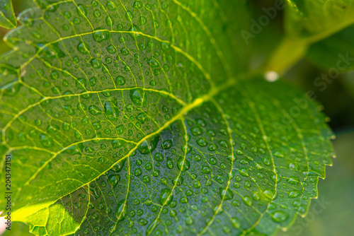 Foto Makroaufnahme von Wassertropfen auf grünem Blatt – Frische Natur Hintergrund