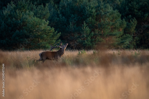 Konstfotografi Red deer stag roaring with tilted head during the rutting season in De Hoge Veluwe National Park, Netherlands