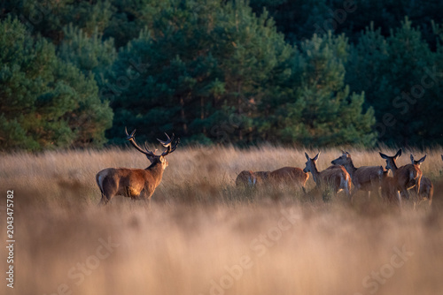 Konstfotografi Red deer stag with his harem of hinds in the field at sunset, De Hoge Veluwe National Park, Netherlands