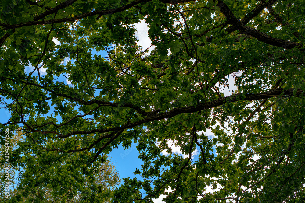 Fototapeta premium Tree branches with dense green leaves forming canopy against blue sky with white clouds