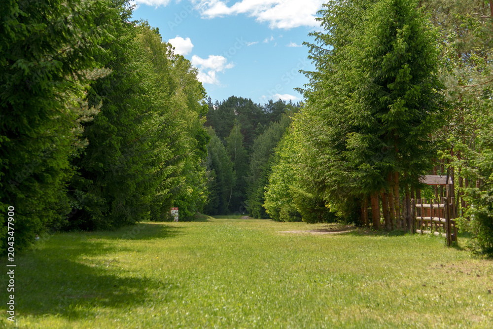 Fototapeta premium Grassy forest path clearing surrounded by tall dense green trees with wooden fence on right side under partly cloudy sky