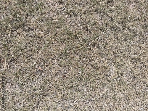 Dry Grass Texture Background with Brown Lawn Surface