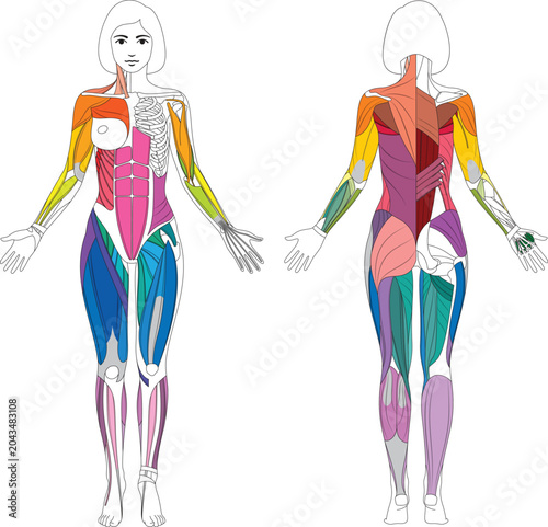 Female Muscular System Anatomy Vector Illustration – Front and Back View