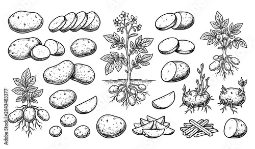 Hand Drawn Potato Plant and Vegetable Illustration Collection with Roots Tubers and Botanical Details