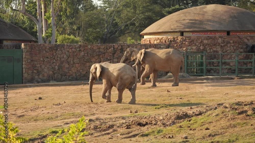 Three African elephants wait patiently in grassy exhibit near stone walls
