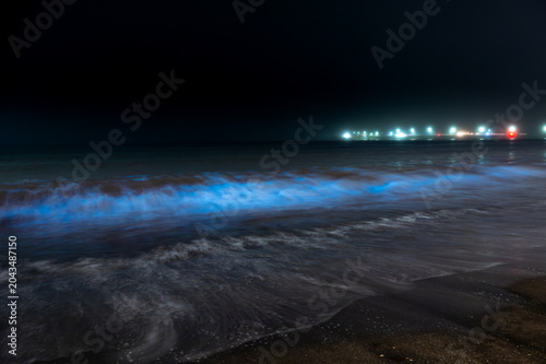 日本神奈川湘南の夜光虫