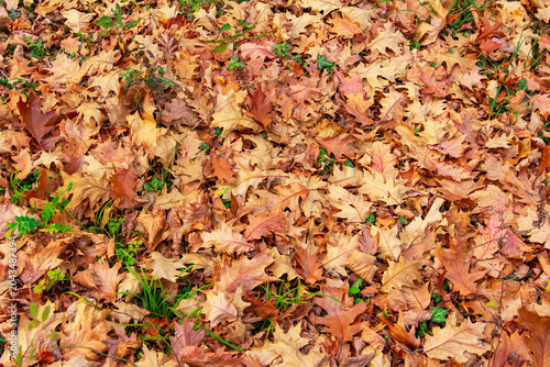 brown dry autumn fallen sycamore leaves