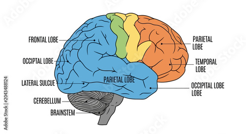 Cuadro en lienzo Human Brain Anatomy Diagram Showing Lobes and Key Structures.