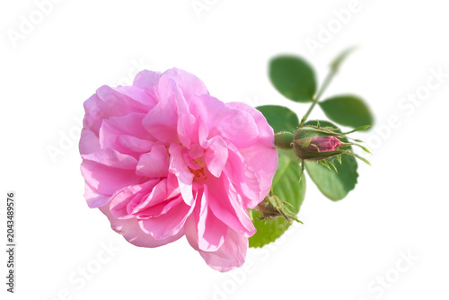 Rosa damascena. Damask rose. Oil-bearing rose