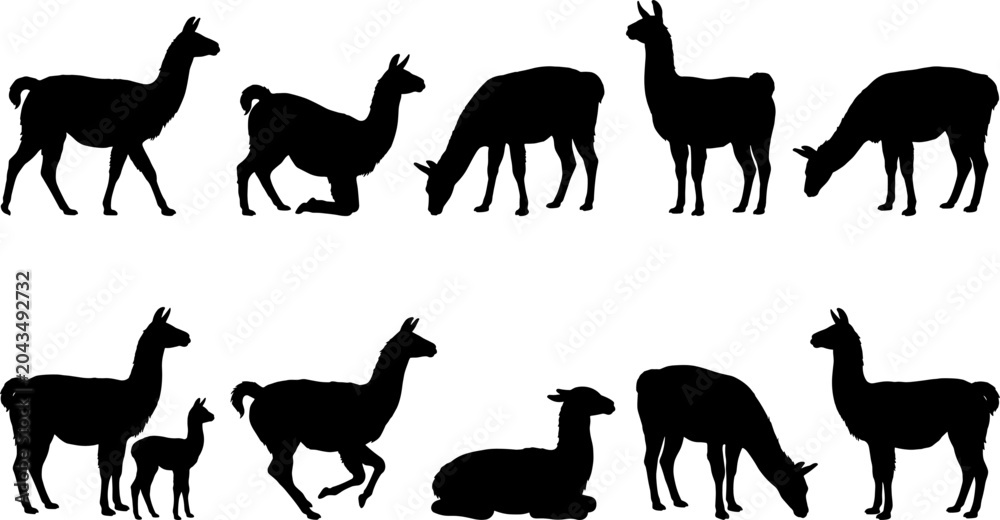 Fototapeta premium Llama animal silhouette set displaying south american camelids standing and grazing in various mountain poses