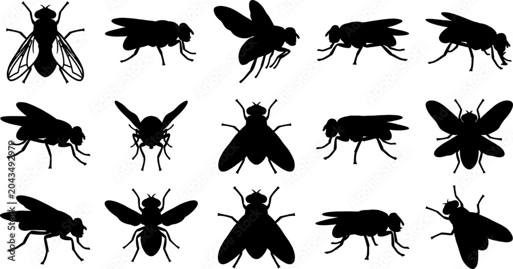 Fototapeta premium Musca domestica house fly silhouette collection set for hygiene and pest control