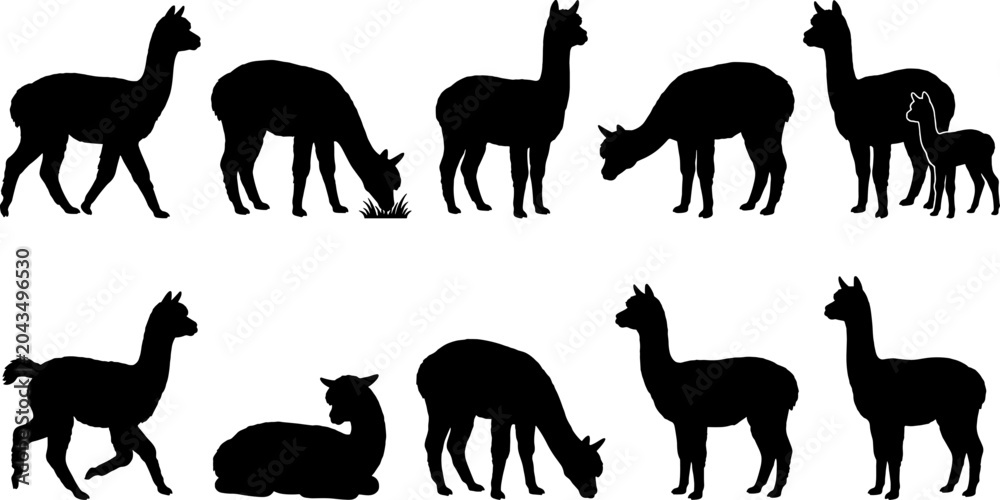 Fototapeta premium Alpaca animal silhouette collection featuring grazing and walking poses for farm and livestock branding