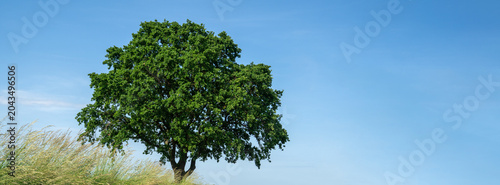 A large tree stands alone under a clear blue sky with green grass in the foreground during daytime