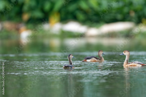 Fényképezés Three ducks glide effortlessly on a serene water surface, amid a verdant landsca
