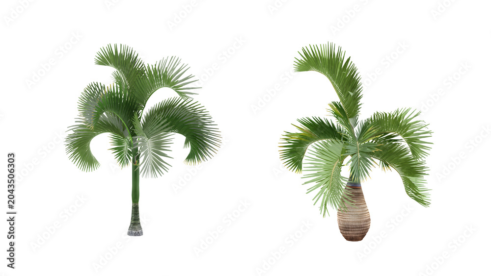 Obraz premium Tropical Fan Palm Trees Isolated on Black Background