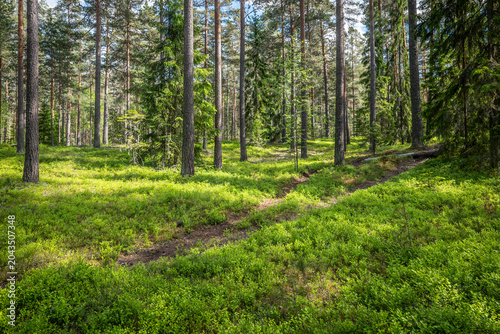 Magical fairytale forest. Forest covered of blueberry twigs. Forest therapy and stress relief