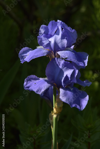 Hohe Bart-Iris