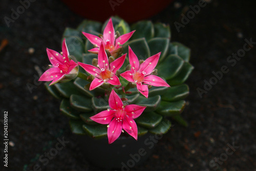 Graptopetalum bellum