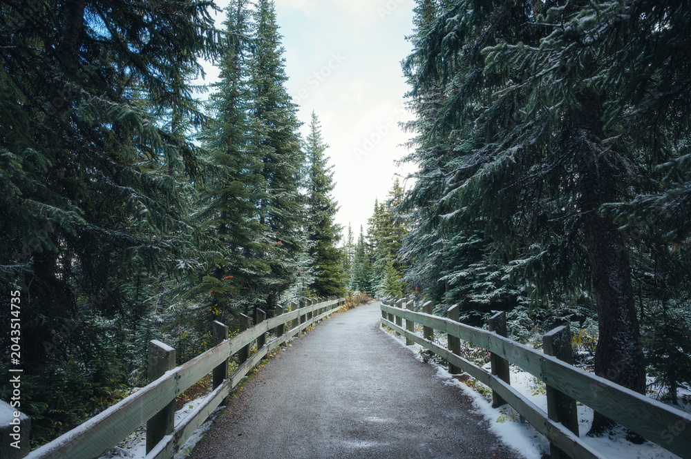 Fototapeta premium Snowy wooden railing on asphalt pavement through winter pine forest