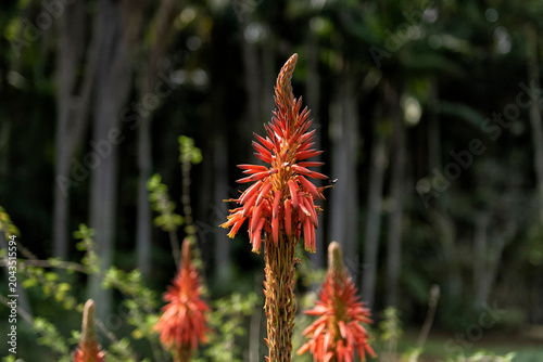Aloe arborescens, krantz aloe or candelabra aloe