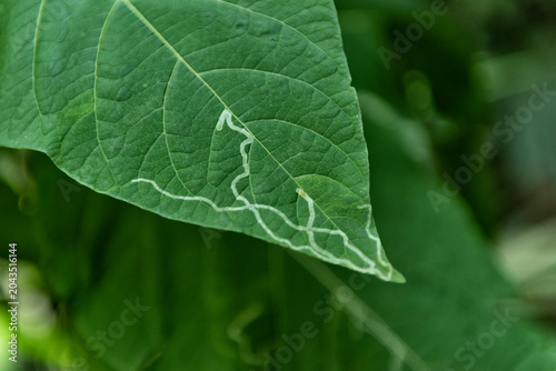 Photos Leaf attacked by leafminer
