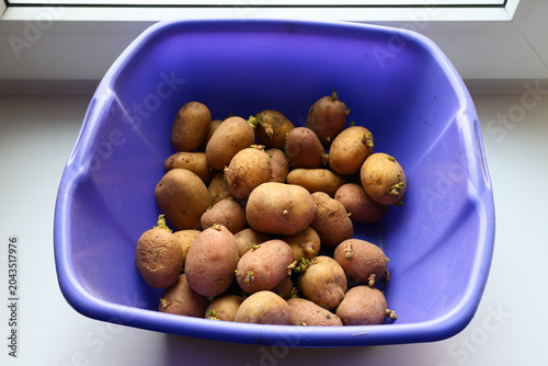 Purple plastic container with sprouting potatoes on windowsill
