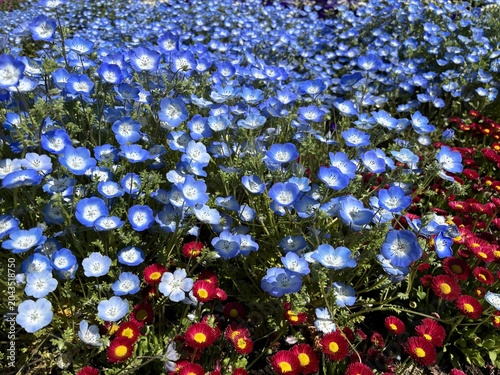 Vibrant close-up of a mixed flower garden filled with numerous sky blue Nemophila baby blue eyes blooms alongside vivid red daisy flowers, creating a colorful floral carpet under sunny light
