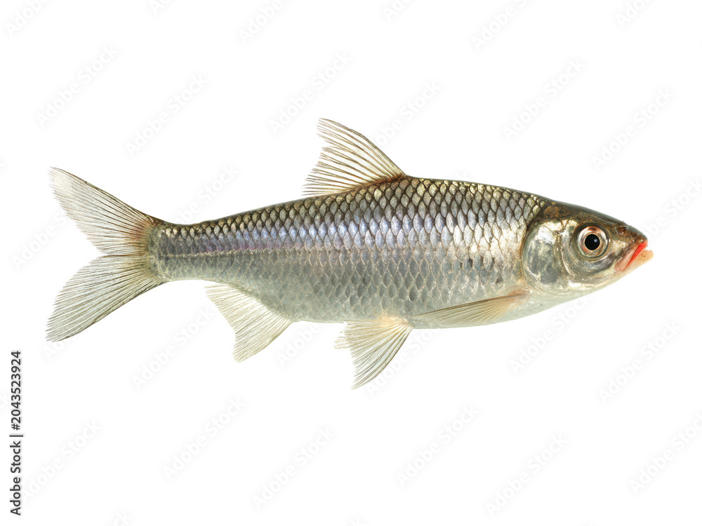 Fototapeta premium Freshwater fish, roach, isolated on transparent background, wild aquatic animal.