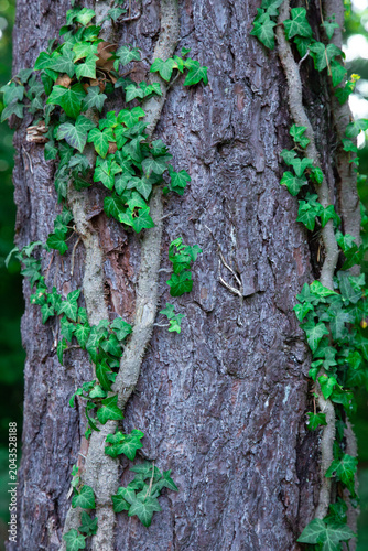 a beautiful close up photograph of green ivy vines climbing up a rough brown tree trunk in the forest