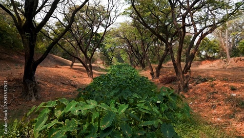 Photos Lush green plants growing in a dry ditch during the dry season in sukhothai