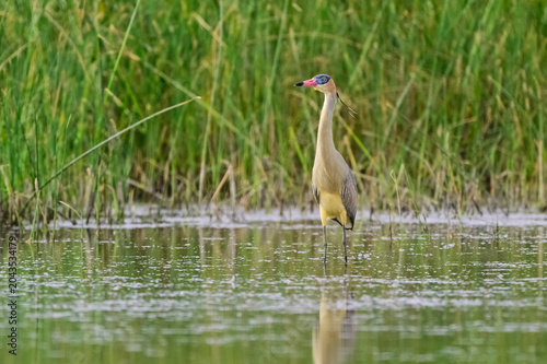 Whistling  Heron ,Syrigma sibilatrix , 
Iberà Marshes, Corrientes Province, Argentina