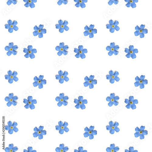 Floral seamless pattern. Blue forget me not flower on a white background. Vector.
