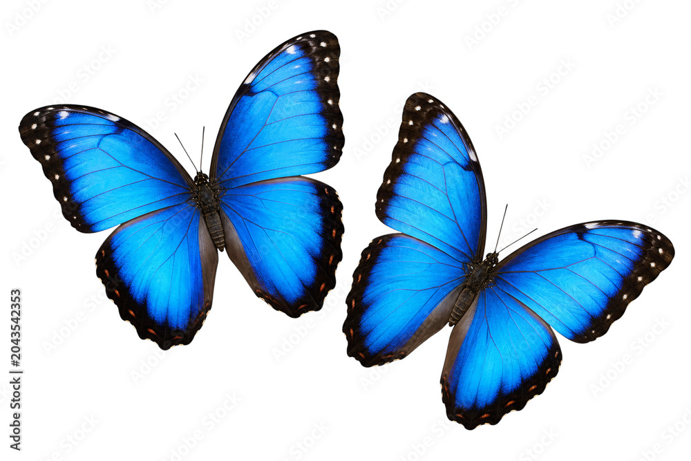 Fototapeta premium Two vibrant blue morpho butterflies with black and white spotted wing edges