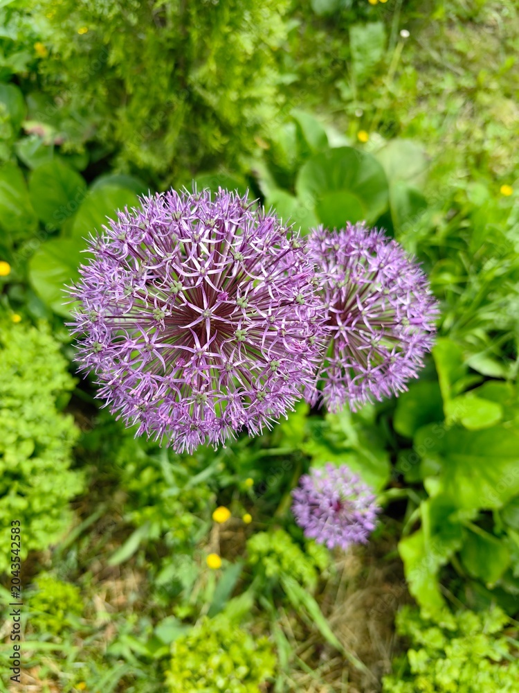 Obraz premium Ornamental onions bloom with purple balls, beautiful flowers in the garden.