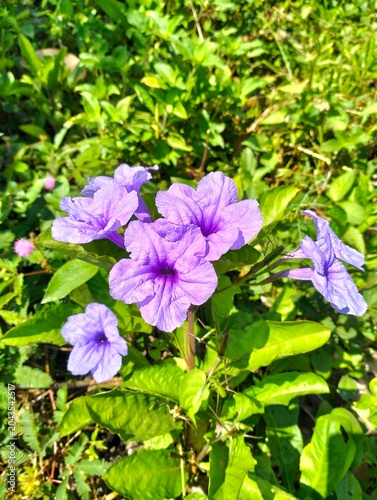 Violet wild petunia or Ruellia humilis (Kencana Ungu) blooming in the garden.
